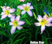 Dallas Star.jpg