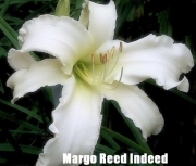 Margot Reed Indeed