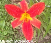 merry-monarch