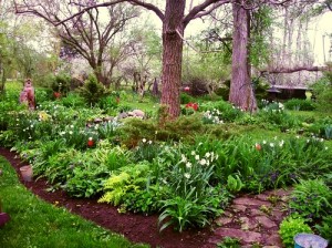 garden in spring