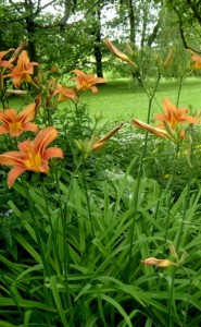 hemerocallis fulva