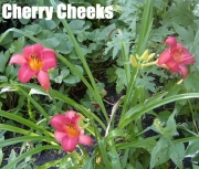 CherryCheeks