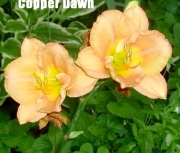 copperdawn2