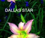 Dallas Star