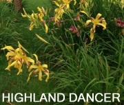 Highland Dancer3
