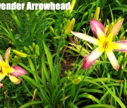 Lavender Arrowhead