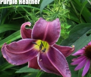 Purple Heather.jpg