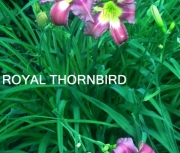Royal Thornbird