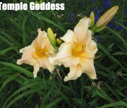 Temple Goddess.jpg