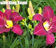 Wayside King Royal.jpg