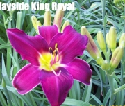 Wayside King Royal.jpg