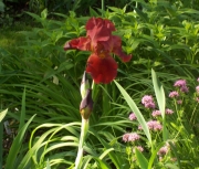 iris 001