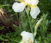 iris 002