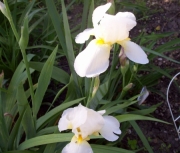 iris 003