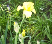 iris 004
