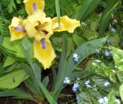 iris 004
