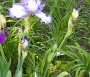 iris 005