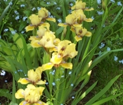 iris 005