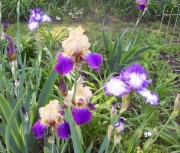 iris 006
