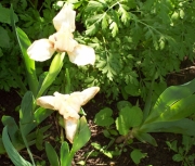 iris 006