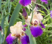 iris 006b
