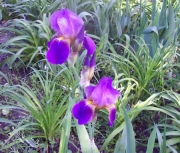 iris 007