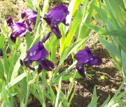 iris 007