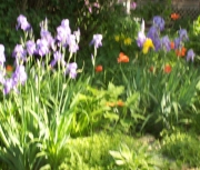 iris 009