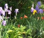 iris 010