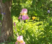 iris 011