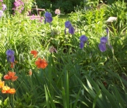 iris 012