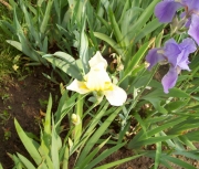 iris 014