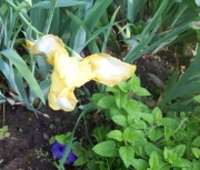 iris 016