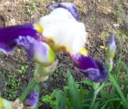 iris 017