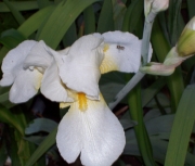 iris 029