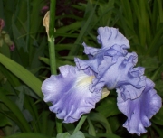 iris 030