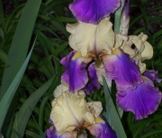 iris 031