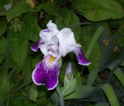iris 032