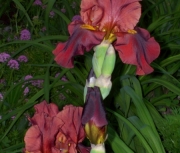 iris 033