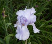 iris 034
