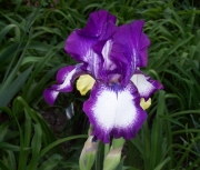 iris 035