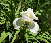 more iris 001