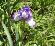 more iris 002