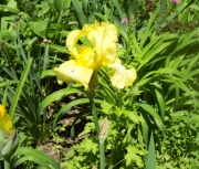 more iris 003