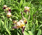 more iris 004