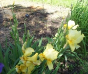 more iris 006