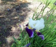 more iris 009