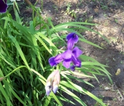 more iris 010