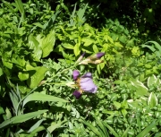 more iris 011