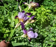 more iris 012